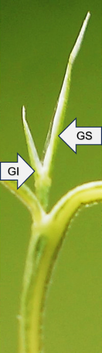 Longueur de la glume inférieure (GI) égalant un sixième à la moitié de la glume supérieure (GS) (les épillets ont été ici enlevés).