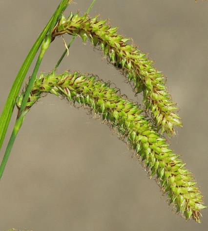 Utricules petits (3 mm) et nombreux.