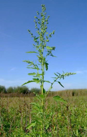 Chénopode à feuilles de figuier