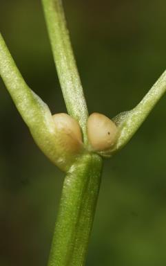 Présence fréquente (mais non systématique) de bulbilles à l'insertion des feuilles sur la tige.