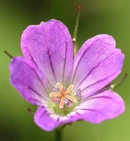 Fleur grande (Ø 10 - 15 mm), à 5 pétales roses, veinés, à peine émarginés.