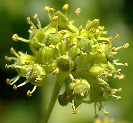 Fleurs à 5 pétales vert jaunâtre.