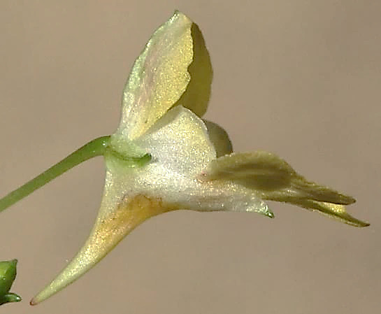 Eperon de la fleur presque droit.