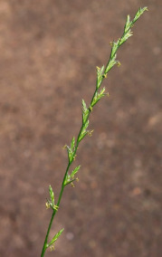 Inflorescence : épi d'épillets distiques.