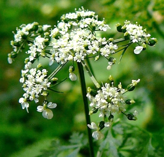 Inflorescence : ombelle d'ombellules, à 5 - 15 (20) rayons, généralement sans involucre. Fleurs à 5 pétales blancs, les périphériques un peu plus grands que les autres.