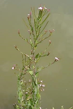 Inflorescence : panicule, feuillée, assez lâche.