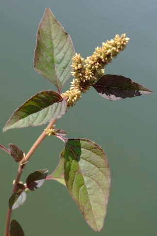 Feuilles lancéolées, atténuées en pointe obtuse.