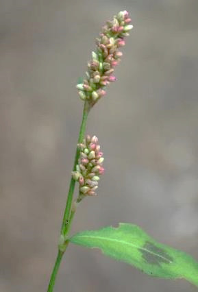 Inflorescence : épis, dressés, cylindriques, jamais pendants.