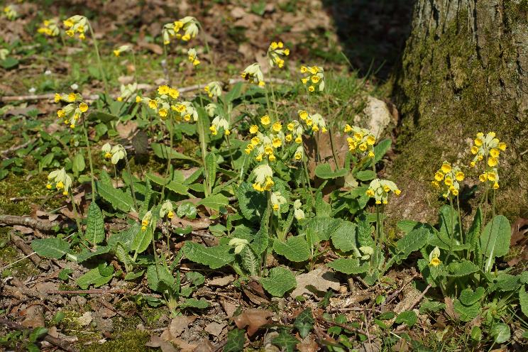 Primevère officinale