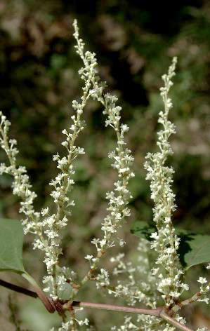 Inflorescence : panicules axillaires, très florifères.