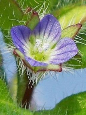 Inflorescence: fleur solitaire axillaire, petite, bleutée ou violet pâle, sur un pédoncule pourvu d'une ligne de poils.