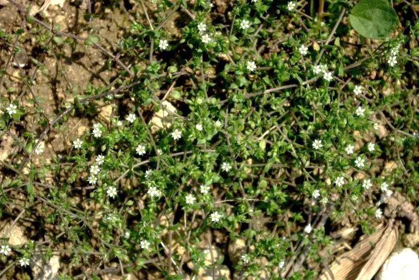 Sabline à feuilles de serpolet