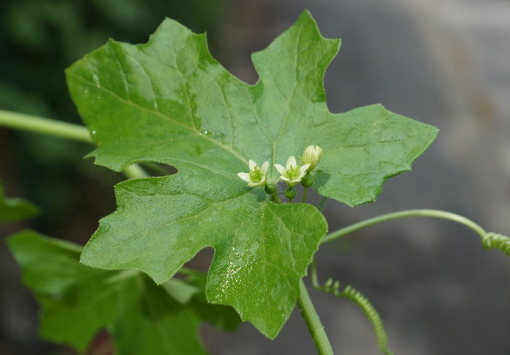 Feuille à nervation palmée, découpée en 5 lobes.