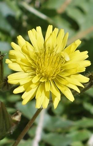 Inflorescence : capitule isolé. Fleurs toutes ligulées, jaune soufre dessus, gris violacé dessous.