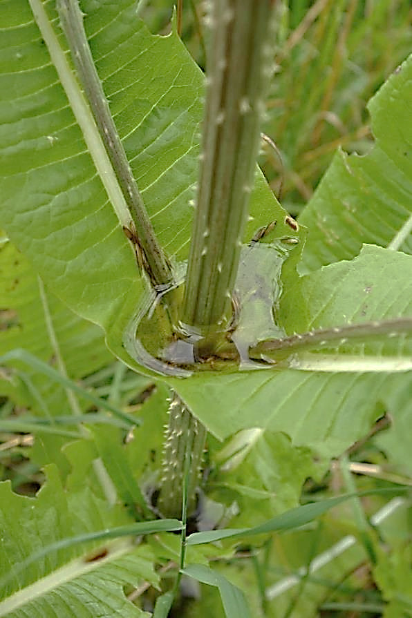 Feuilles caulinaires opposées, soudées 2 à 2 par leur base, formant une petite cuvette pouvant retenir temporairement l'eau de pluie.