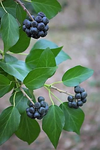 Fruits : baies globuleuses charnues, devenant noirâtres