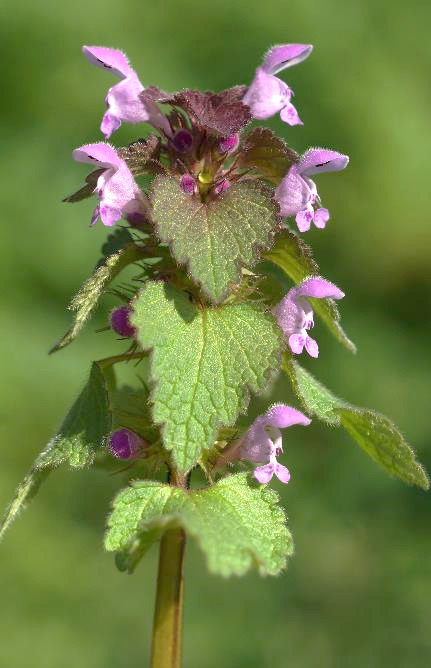 Inflorescence : glomérule de cymes, en forme d'un épi quadrangulaire.