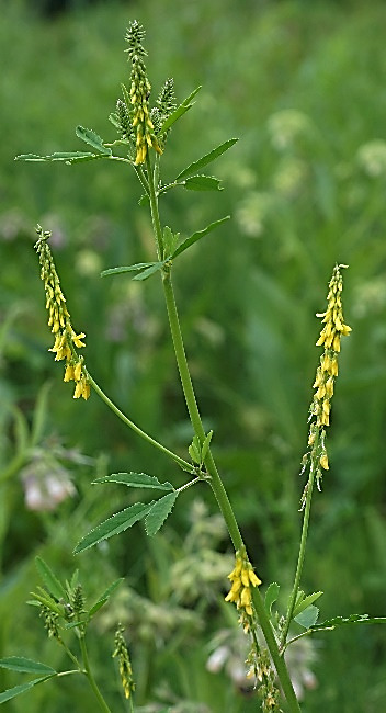 Inflorescence : grappes axillaires, allongées (4 - 10 cm), constituée de nombreuses fleurs.