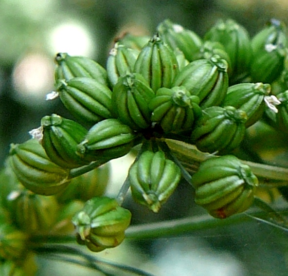 Fruits : akènes, ovoïdes, longs de 2 - 4 mm, à 5 côtes bombées.