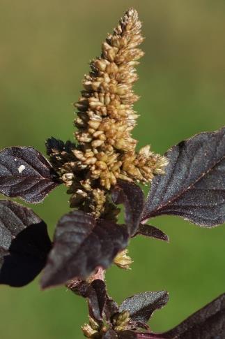 Inflorescence : longs épis compacts, axillaires et terminaux.