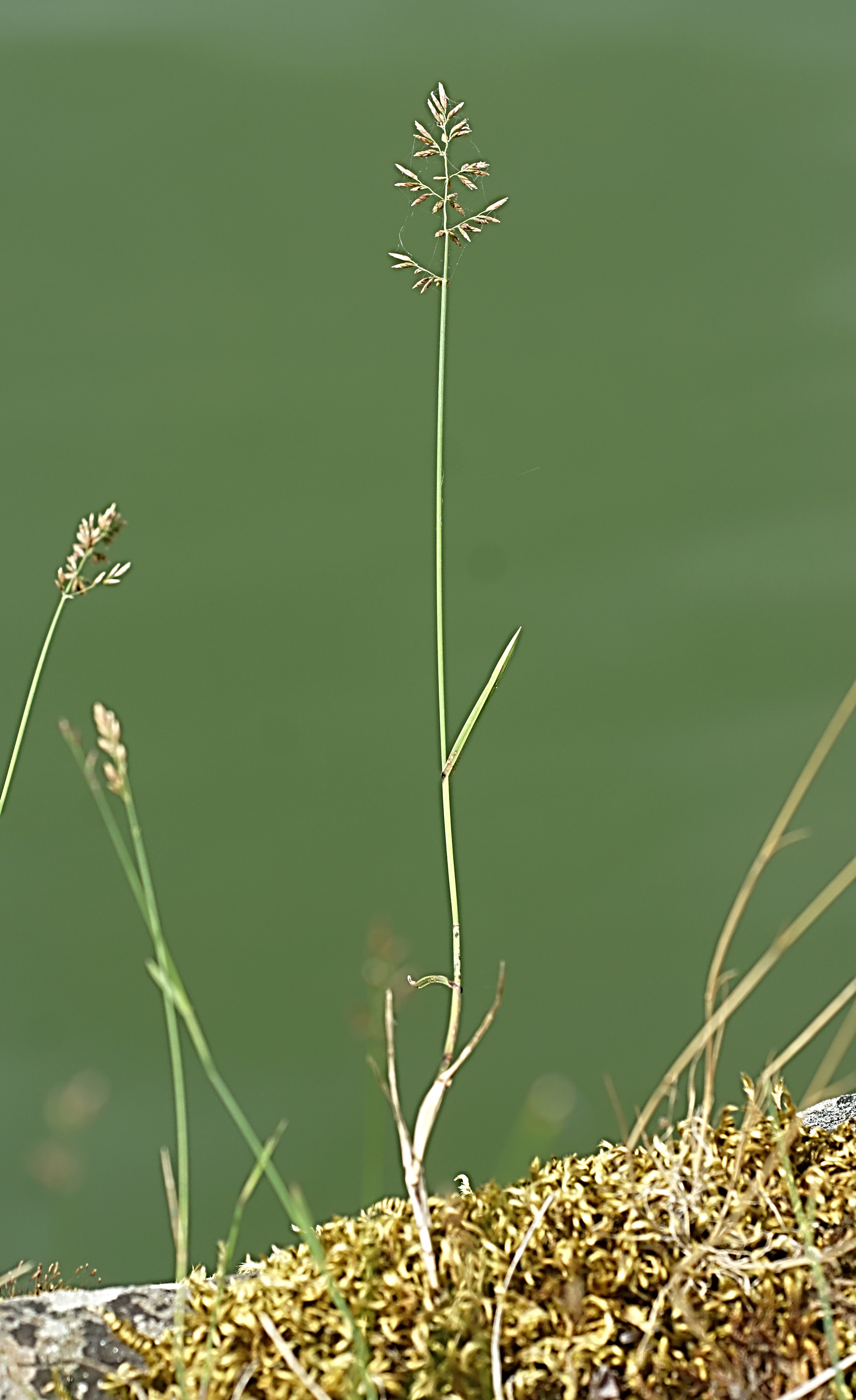 Inflorescence : panicule, raide, à rameaux inférieurs par 1 - 3, étalés-dressés.