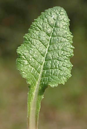 Feuille brusquement rétrécie vers la base.