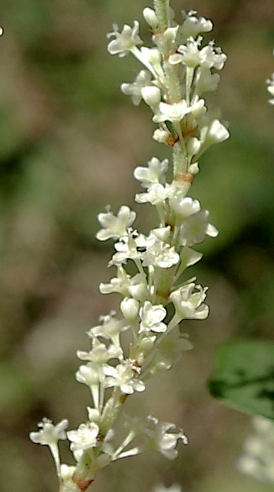 Fleurs blanches, petites, à 5 tépales.