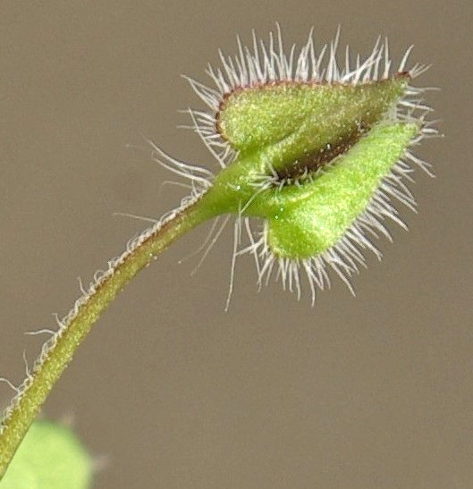 Sépales grandissant après la fécondation des fleurs, cordés à la base.