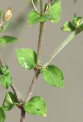 Feuilles ovales-aiguës, presque sessiles, longues de 3 - 6 mm.