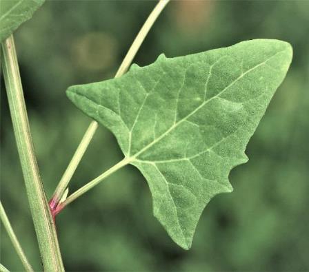 Feuilles inférieures hastées (d'où le nom français d'espèce).