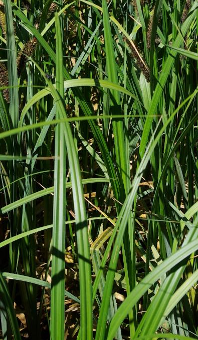 Feuilles larges (10 - 15 mm), longues, scabres.