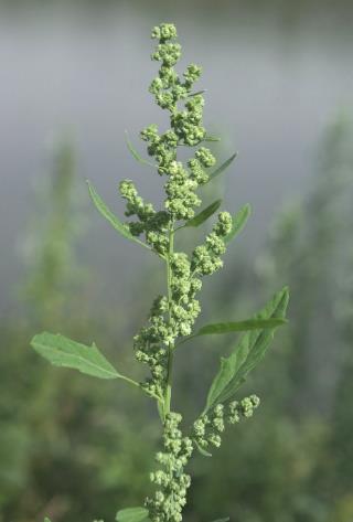 Inflorescence : panicule étroite de glomérules, feuillée à la base.