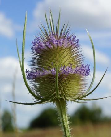 Inflorescence : capitule, ovoïde, égalé ou dépassé par les bractées linéaires.