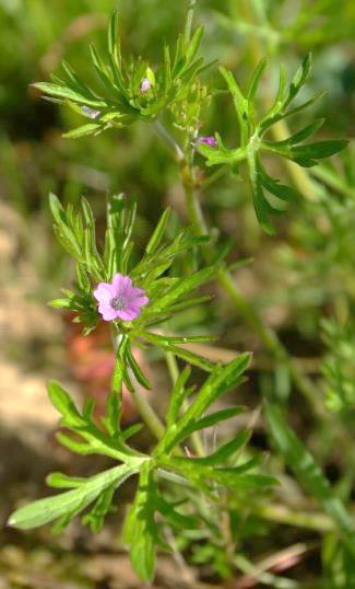 Géranium découpé