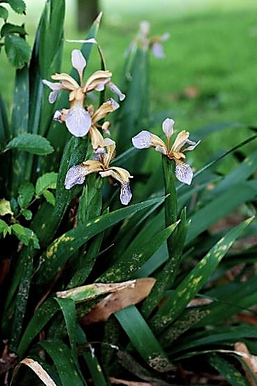 Iris fétide