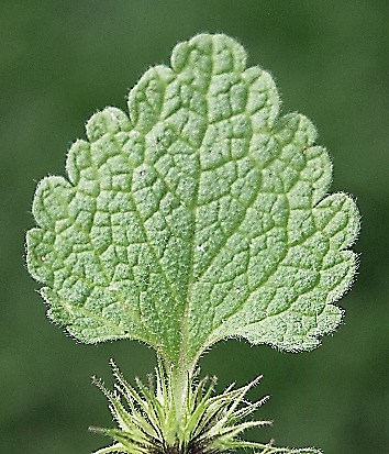 Bractée régulièrement crénelée, gaufrée.