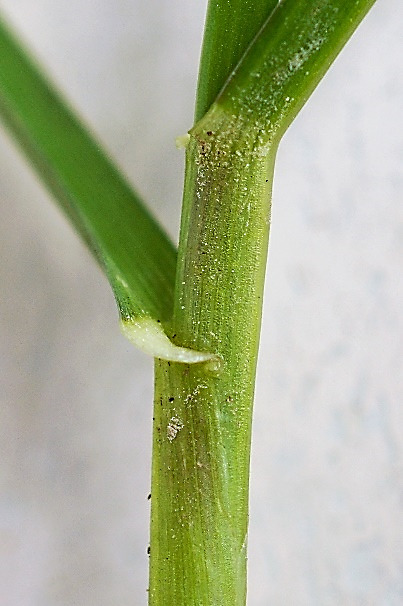 Oreillettes, glabres et très courtes.