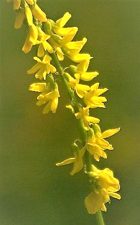 Fleurs jaunes, longues de 4 - 7 mm.