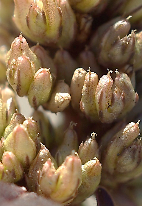 Fruits indéhiscents, ovales-allongés, pointus, plus longs que les sépales (L: 2,5 - 3 mm).