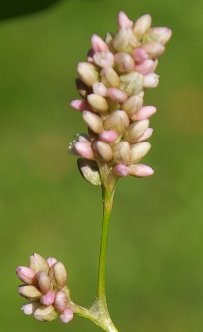 Pas de glandes sur le pédoncule floral.