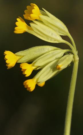 Inflorescence : ombelle, simple, unilatérale. Sépales allongés, non adhérents aux pétales, entièrement vert pâle.