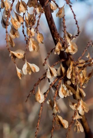 Fruits : akènes, trigones, enveloppés par les pièces du calice persistant.