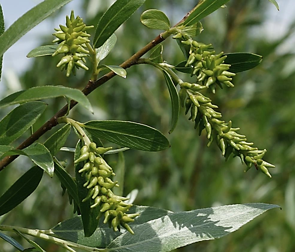 Fruits : capsules, allongées, glabres, s'ouvrant par 2 valves.