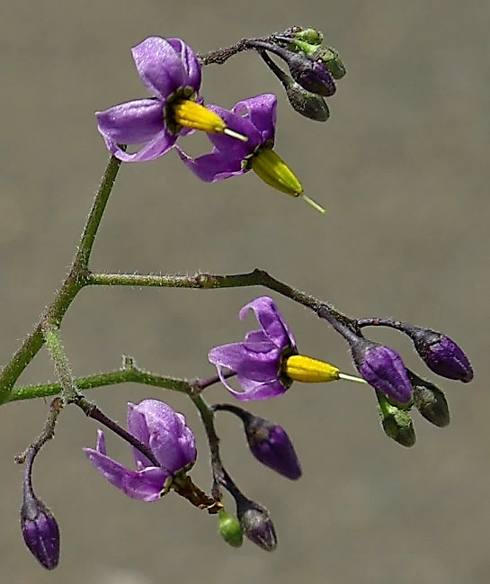 Inflorescence : cyme hélicoïde, lâche, formée de 10 - 25 fleurs à pétales violets et étamines jaunes groupées en un cône central.