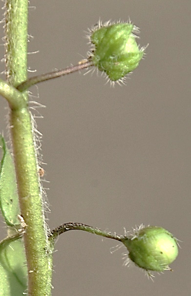 Fruits : capsules, glabres, à 4 bosses globuleuses.