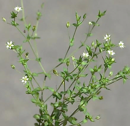 Inflorescence : cyme bipare.