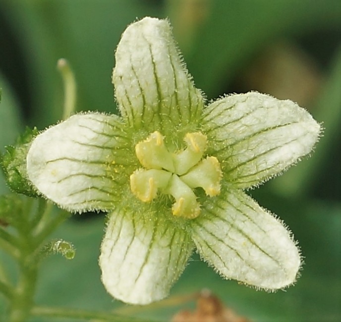 Fleur mâle à 5 pétales soudés, verdâtres