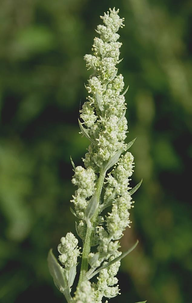 Glomérules «farineux», blanchâtres, cachant les fruits (akènes).