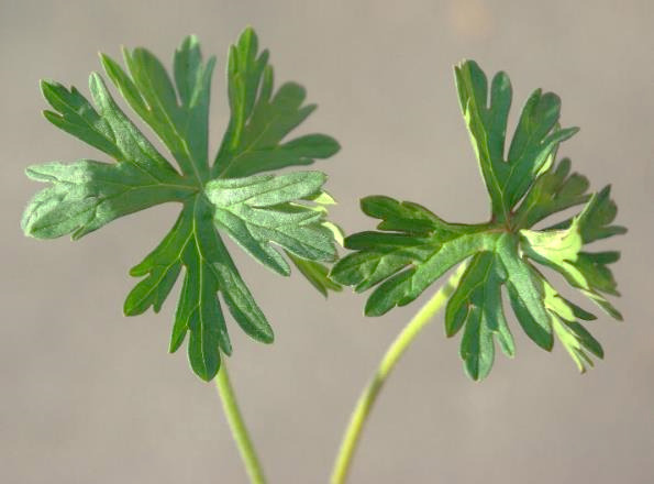 Feuille palmée, découpée profondément (d'où le nom d'espèce).