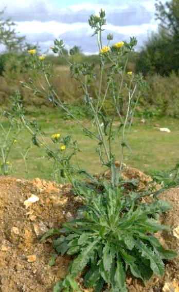 Picride fausse-vipérine